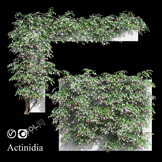 Actinidia Vine Plant Model - 3.4m 3D model image 1