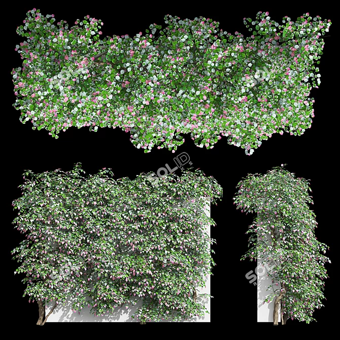 Actinidia Vine Plant Model - 3.4m 3D model image 3