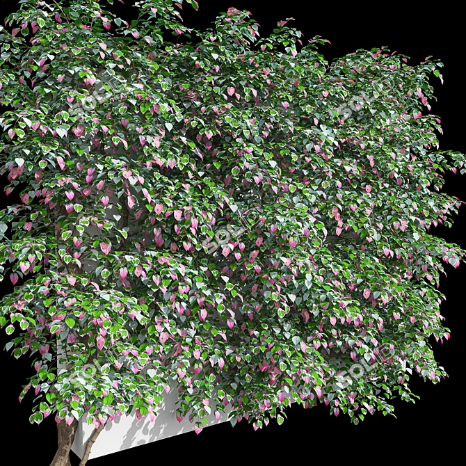 Actinidia Vine Plant Model - 3.4m 3D model image 4