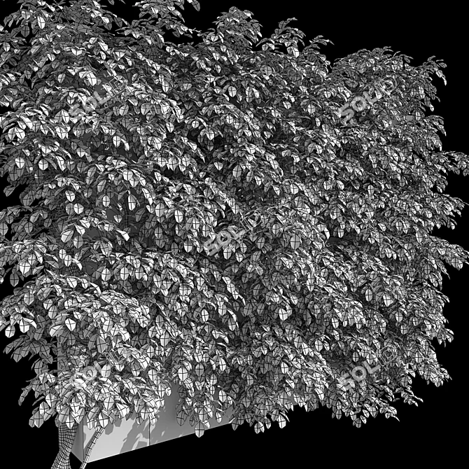 Actinidia Vine Plant Model - 3.4m 3D model image 5