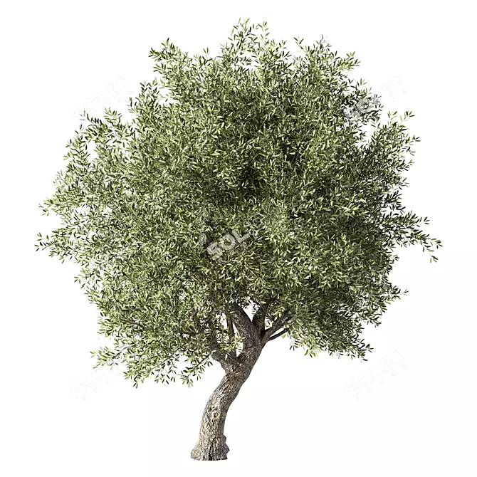 Elegant Olive Tree Sculpture Identity 3D model image 1