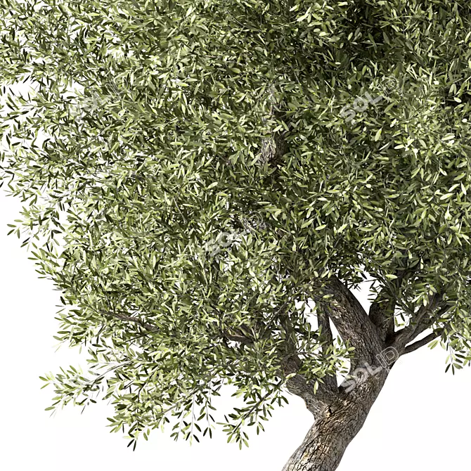 Elegant Olive Tree Sculpture Identity 3D model image 2