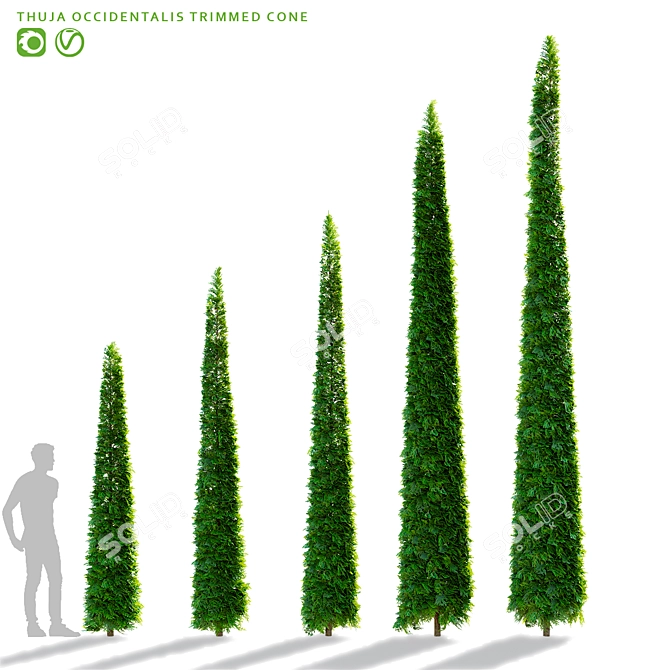 Trimmed Western Thuja Cones 3D model image 1