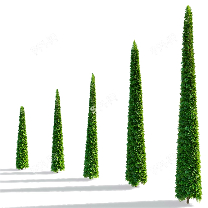 Trimmed Western Thuja Cones 3D model image 4