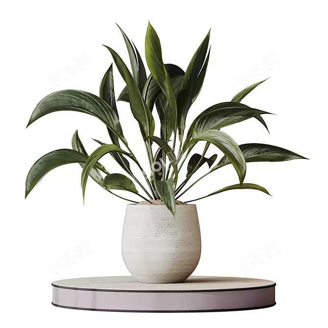 Variegated Spathiphyllum (Peace Lily) Set 3D model image 1