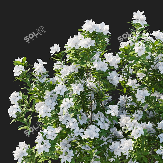 Elegant White Rhododendron Pulchrum 2017 3D model image 3