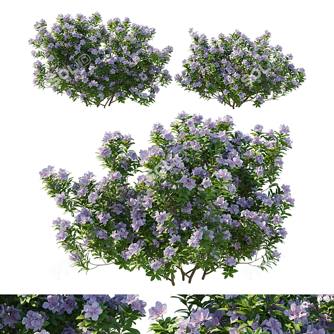 Flowering Rhododendron Jane Grant Bush 3D model image 1