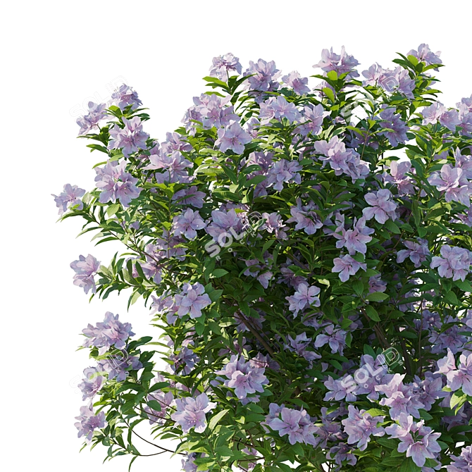 Flowering Rhododendron Jane Grant Bush 3D model image 3