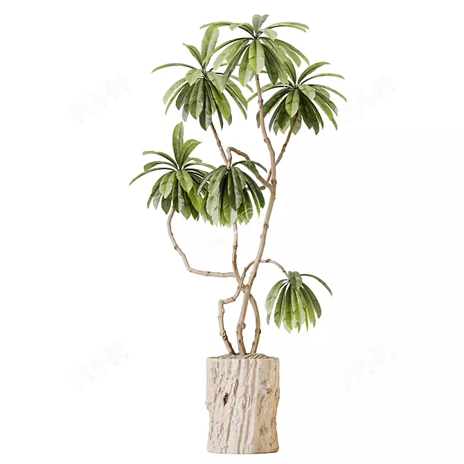 African Fig Tree Sculpture 3D model image 1