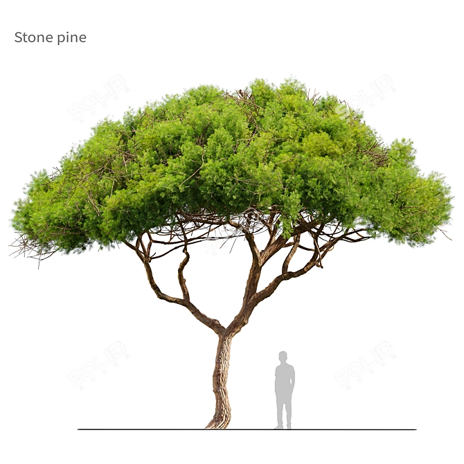 Majestic Stone Pine Tree Model 3D model image 1