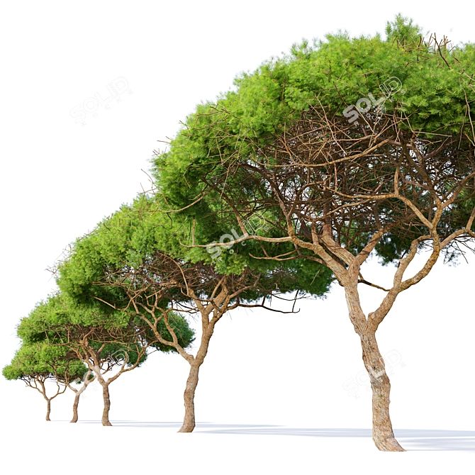 Majestic Stone Pine Tree Model 3D model image 2