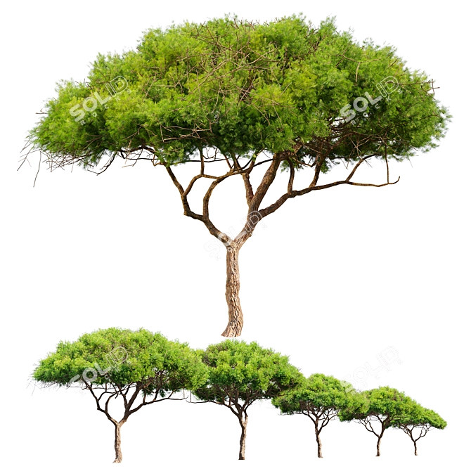 Majestic Stone Pine Tree Model 3D model image 3