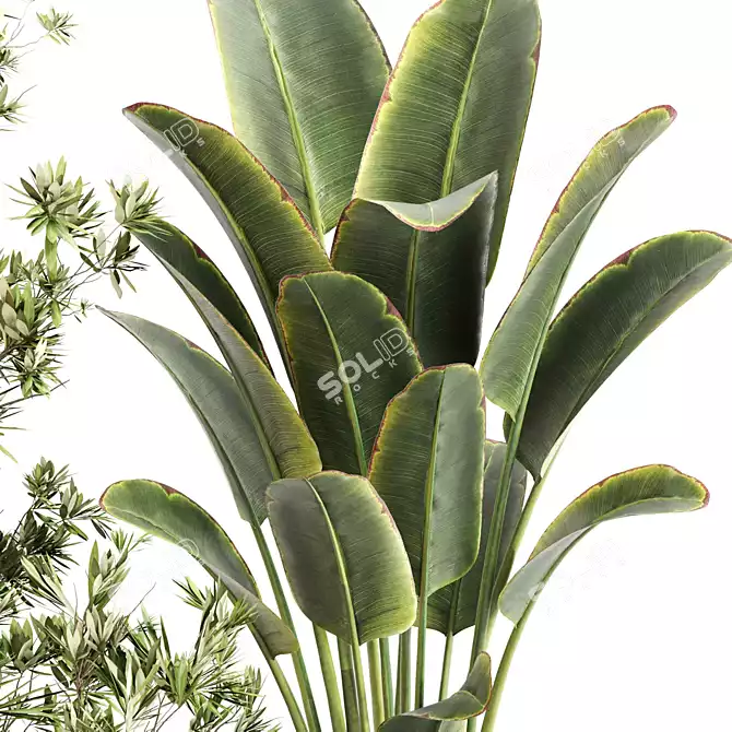 Green Oasis Indoor Plant Set 3D model image 6