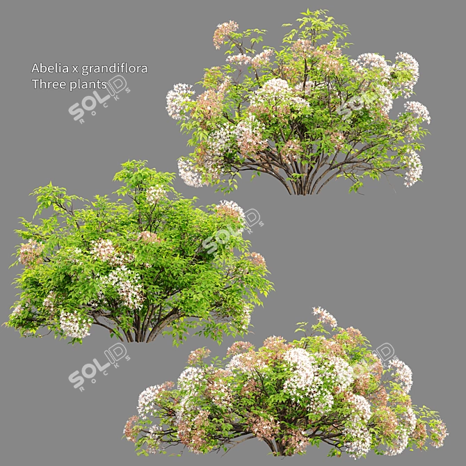 Abelia × grandiflora Trio Bundle 3D model image 1