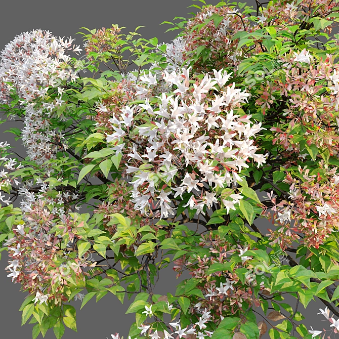 Abelia × grandiflora Trio Bundle 3D model image 2