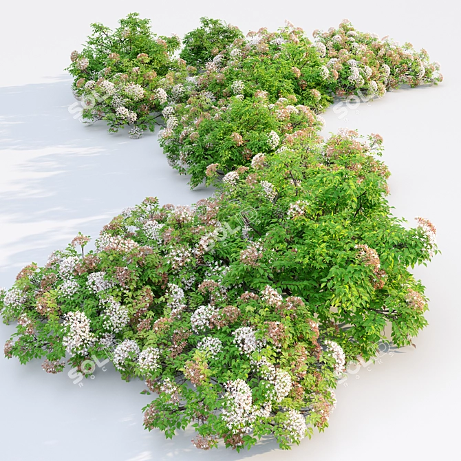 Abelia × grandiflora Trio Bundle 3D model image 3