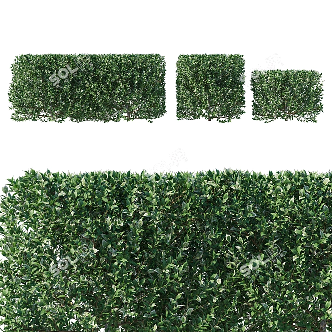 Elegant Ficus Weeping Fig Bush 3D model image 1