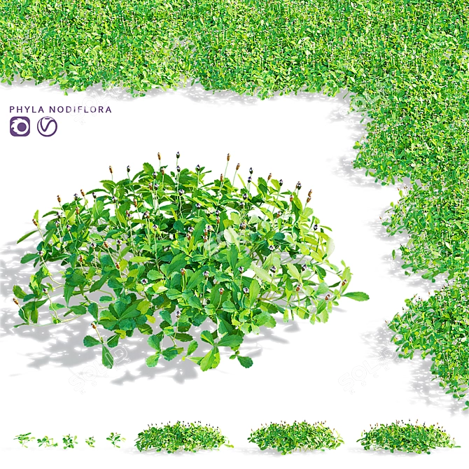 Phyla Nodiflora Branches and Bushes 3D model image 1