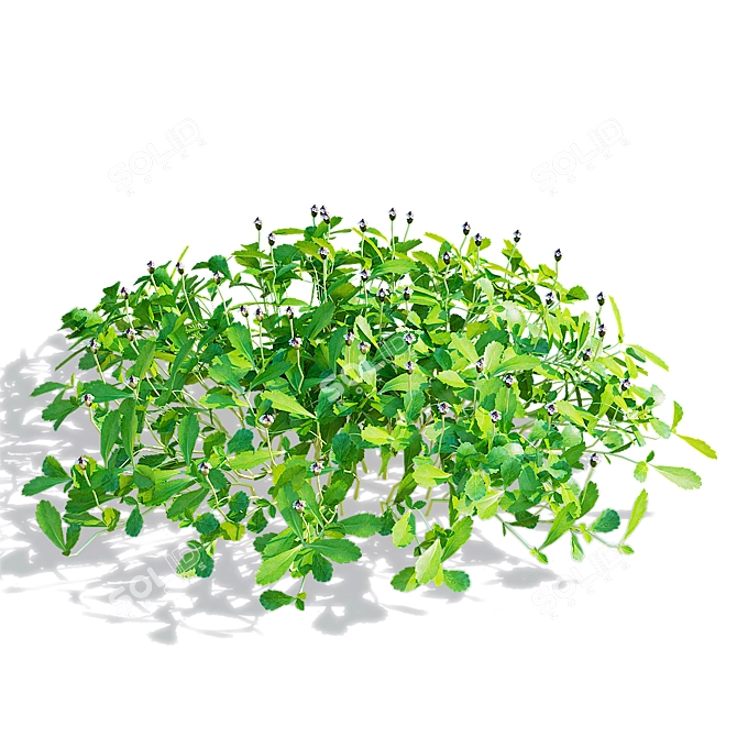 Phyla Nodiflora Branches and Bushes 3D model image 2