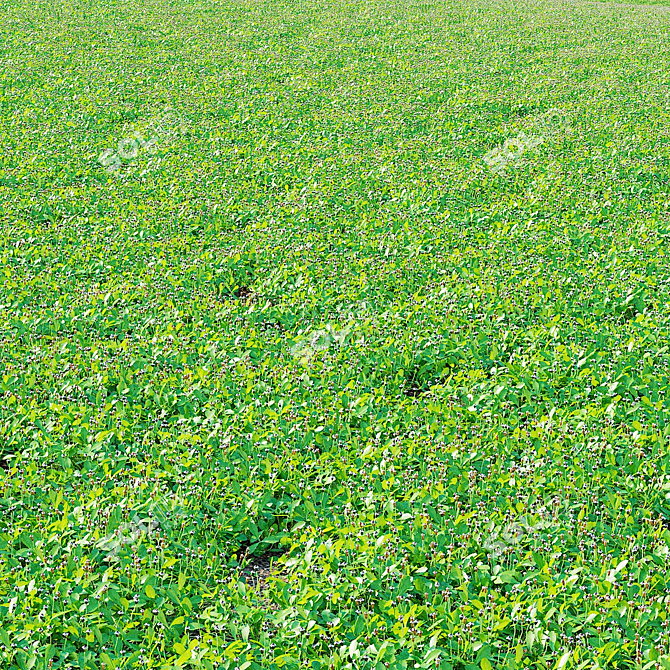 Phyla Nodiflora Branches and Bushes 3D model image 5