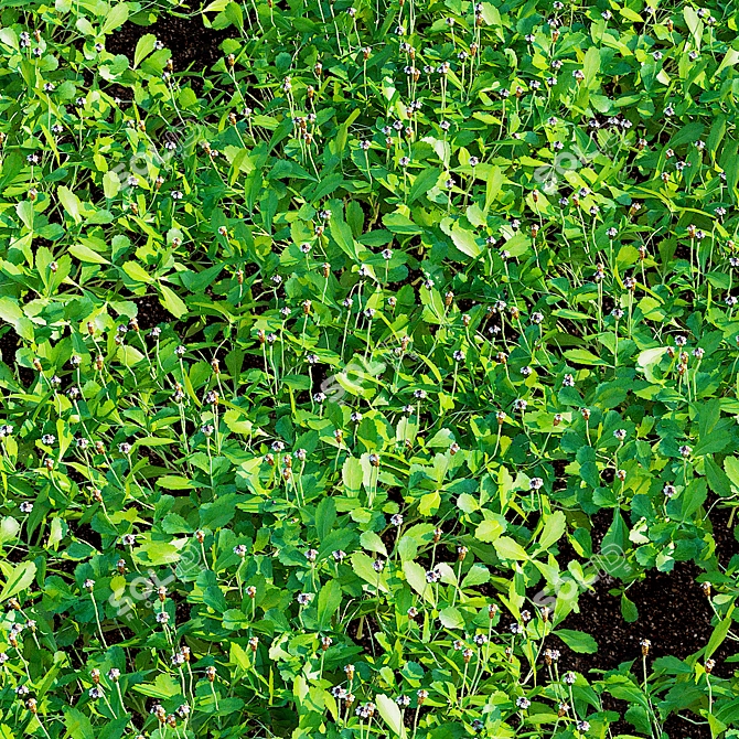 Phyla Nodiflora Branches and Bushes 3D model image 6