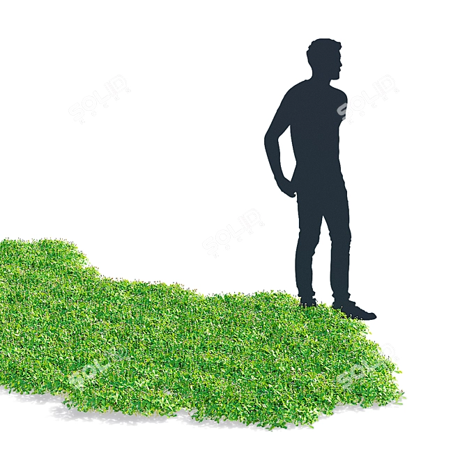 Phyla Nodiflora Branches and Bushes 3D model image 7