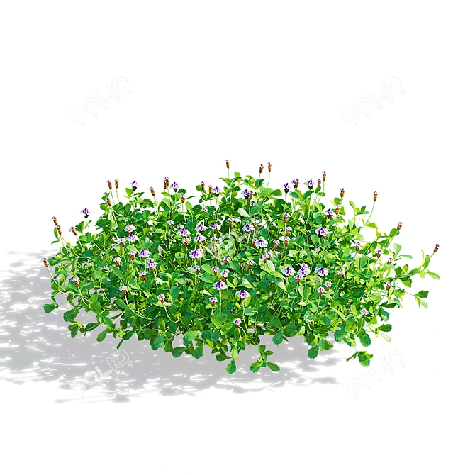 Phyla Nodiflora Branches and Bushes 3D model image 11