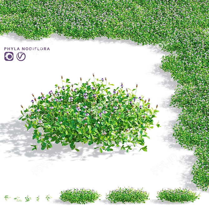 Phyla Nodiflora Branches and Bushes 3D model image 12