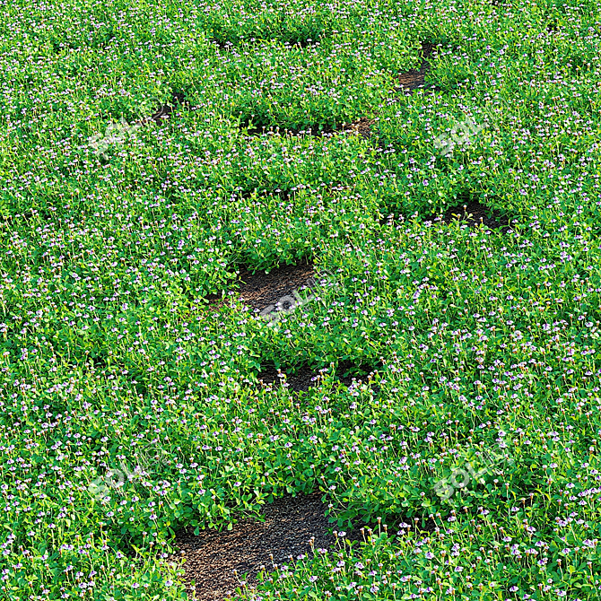 Phyla Nodiflora Branches and Bushes 3D model image 15