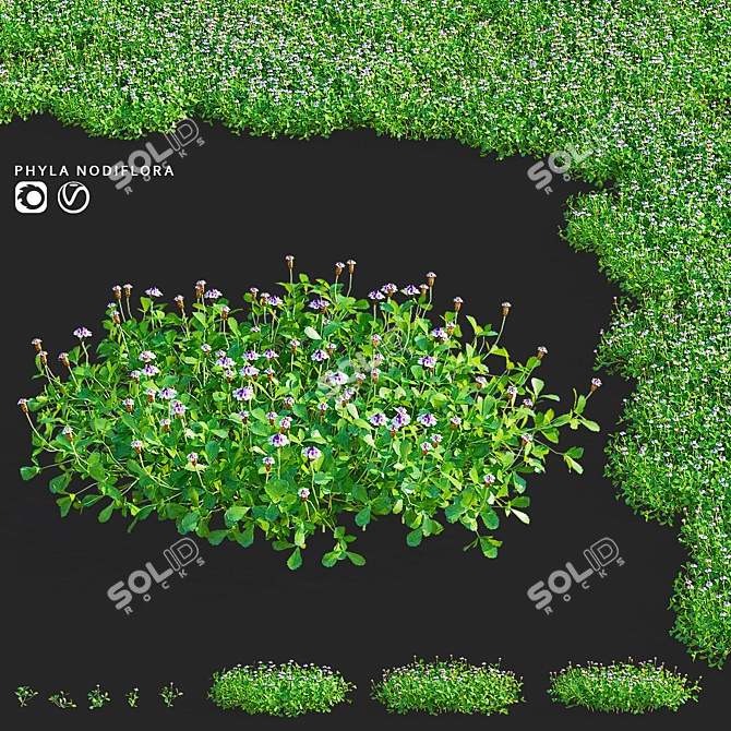 Phyla Nodiflora Branches and Bushes 3D model image 19