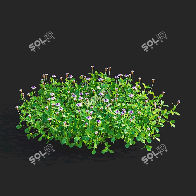 Phyla Nodiflora Branches and Bushes 3D model image 20