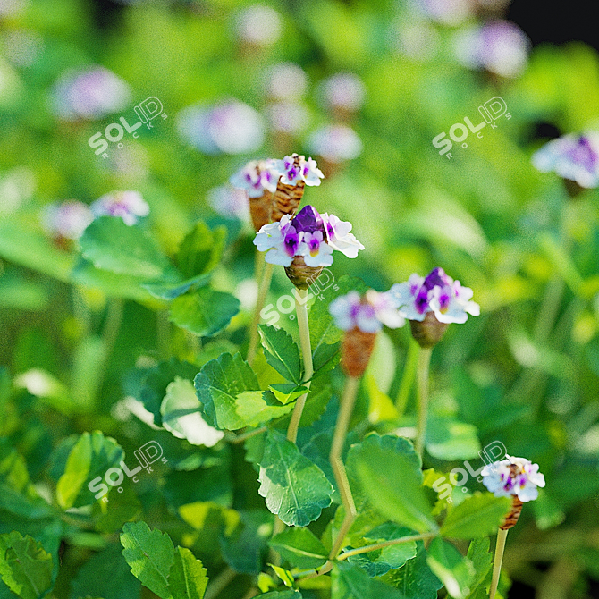 Phyla Nodiflora Branches and Bushes 3D model image 22