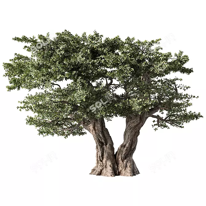 Majestic Olive Tree Figurine 3D model image 1