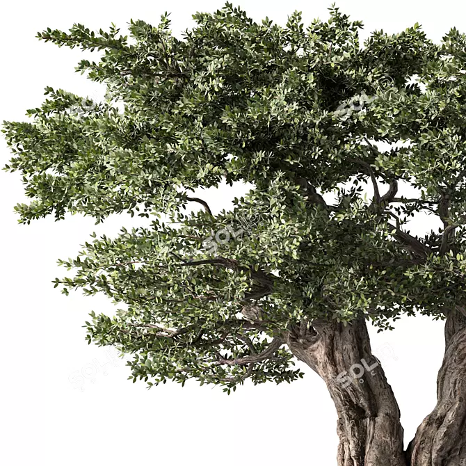 Majestic Olive Tree Figurine 3D model image 3