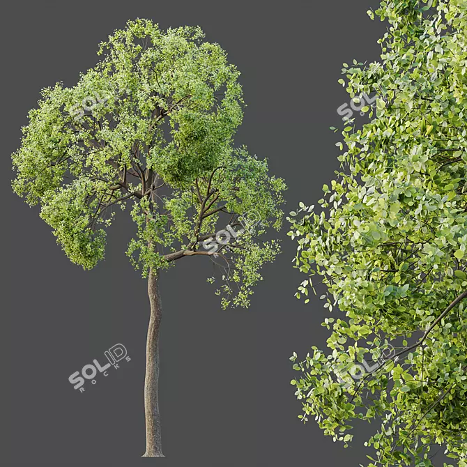 Sal Tree Model HQ 3D 3D model image 3