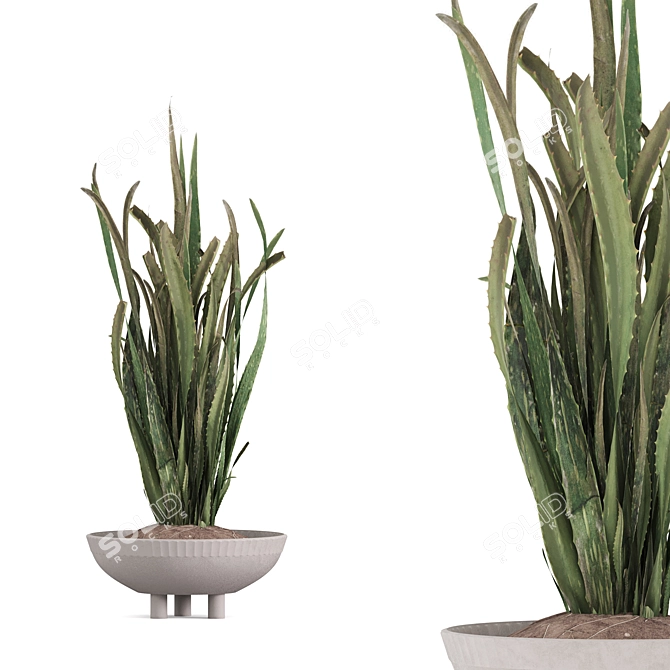 Stone Pot Indoor Plant Set 3D model image 5