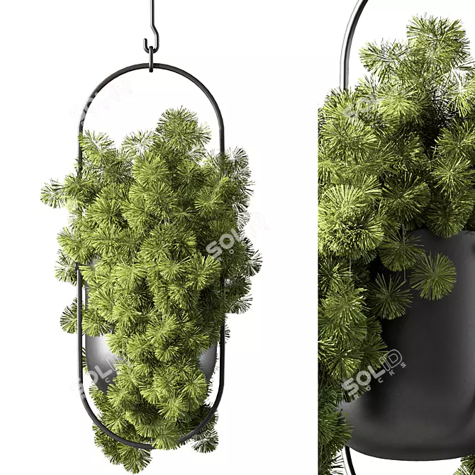 Modern Hanging Plant Set Collection 3D model image 2