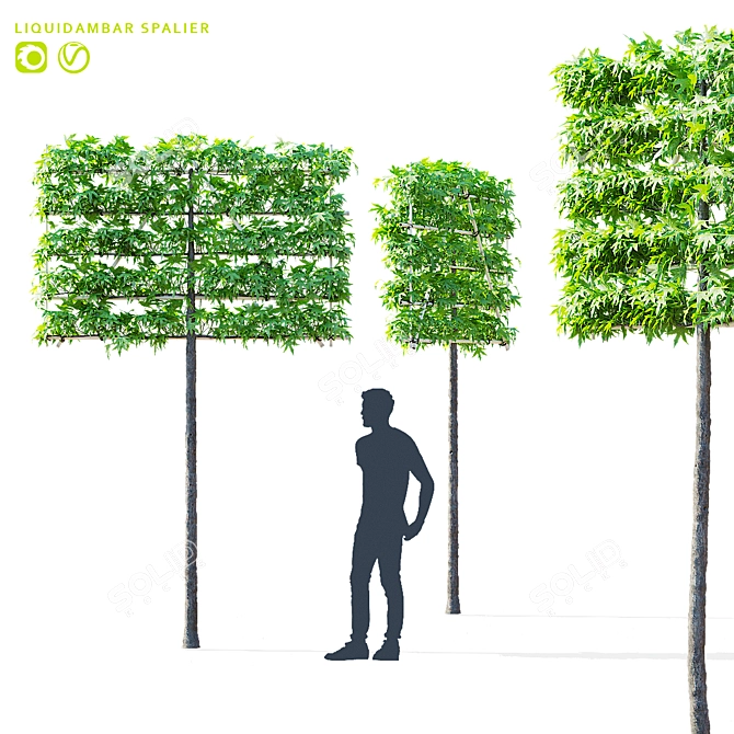 Liquidambar Spalier Trees | 3D Models 3D model image 1