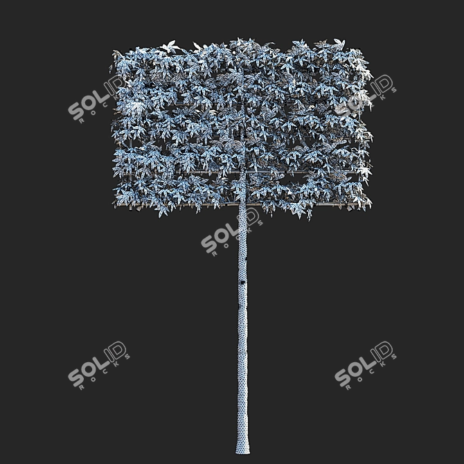 Liquidambar Spalier Trees | 3D Models 3D model image 3