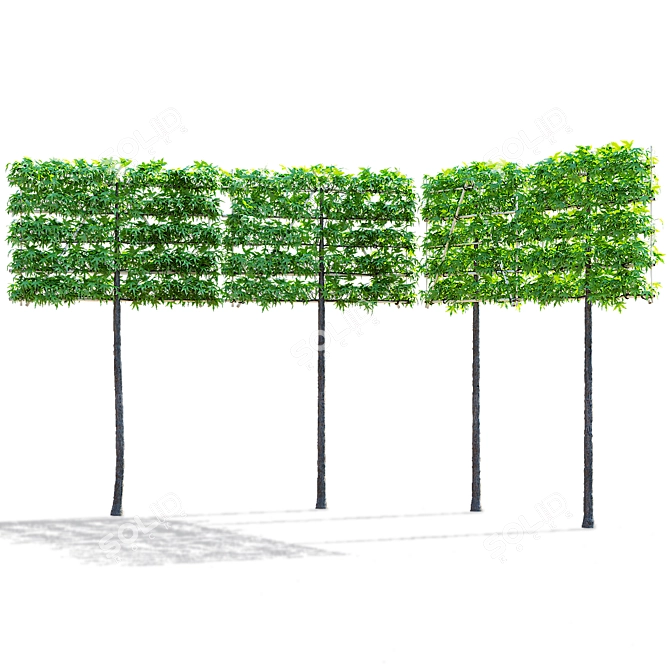 Liquidambar Spalier Trees | 3D Models 3D model image 5