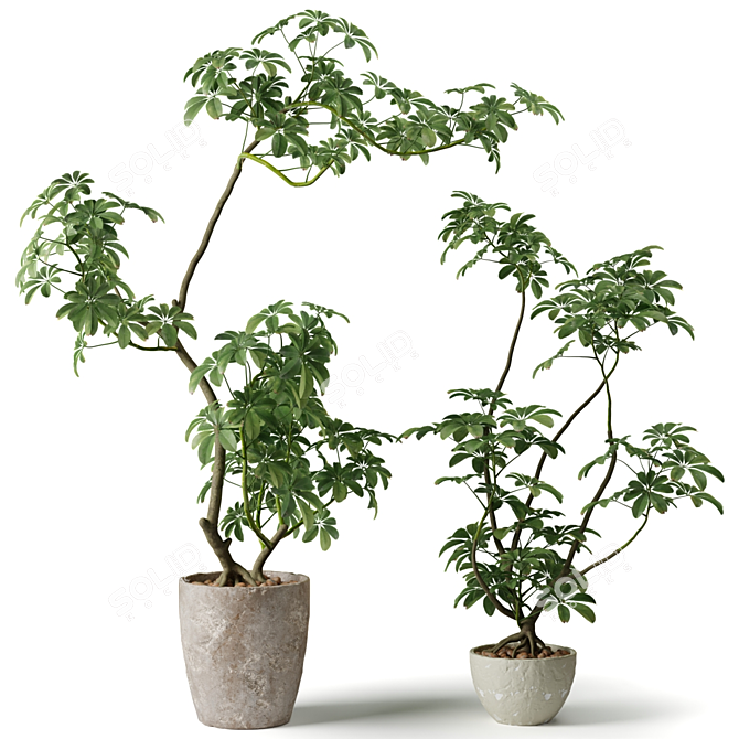 Exotic Shefflera Indoor Plant 3D model image 1