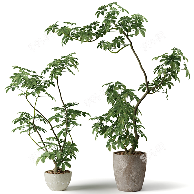 Exotic Shefflera Indoor Plant 3D model image 2