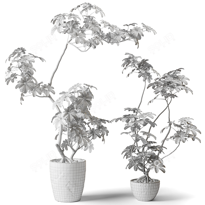 Exotic Shefflera Indoor Plant 3D model image 3