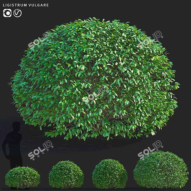 Ligustrum vulgare Ball Collection 3D model image 1