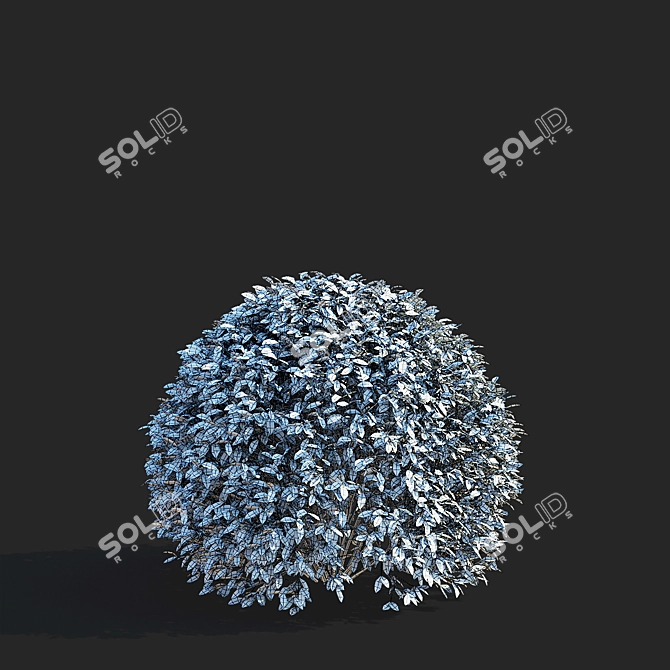 Ligustrum vulgare Ball Collection 3D model image 3