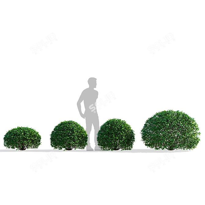 Ligustrum vulgare Ball Collection 3D model image 4