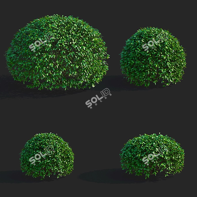 Ligustrum vulgare Ball Collection 3D model image 5