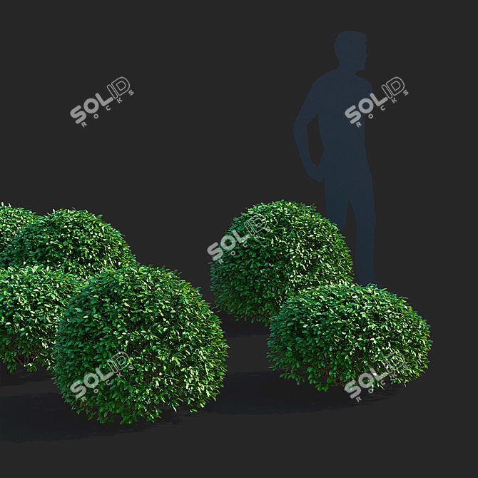 Ligustrum vulgare Ball Collection 3D model image 6