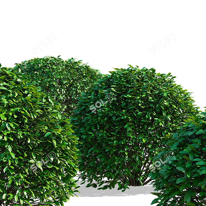 Ligustrum vulgare Ball Collection 3D model image 7