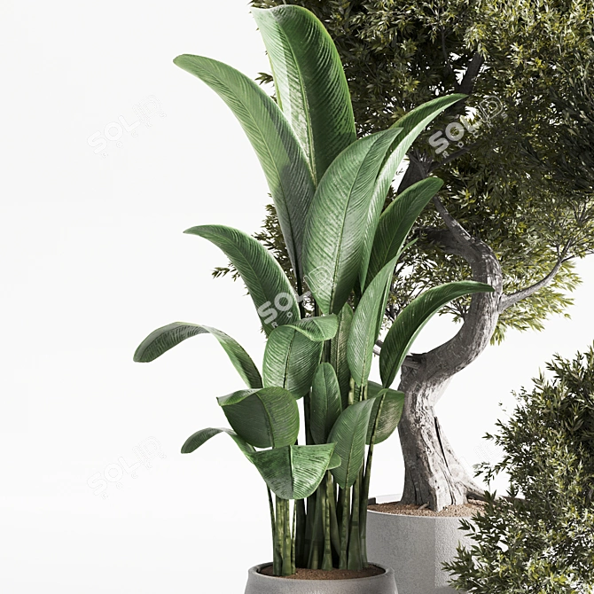 High-Quality Indoor Plants Set 3D model image 3